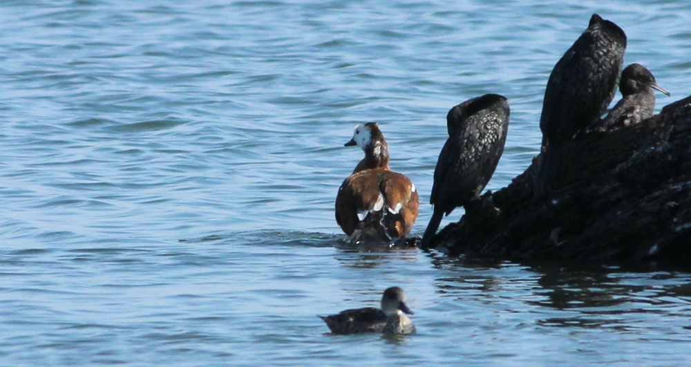 Tadorna cana or variegata female vagrant Western Treatment Plant Australia