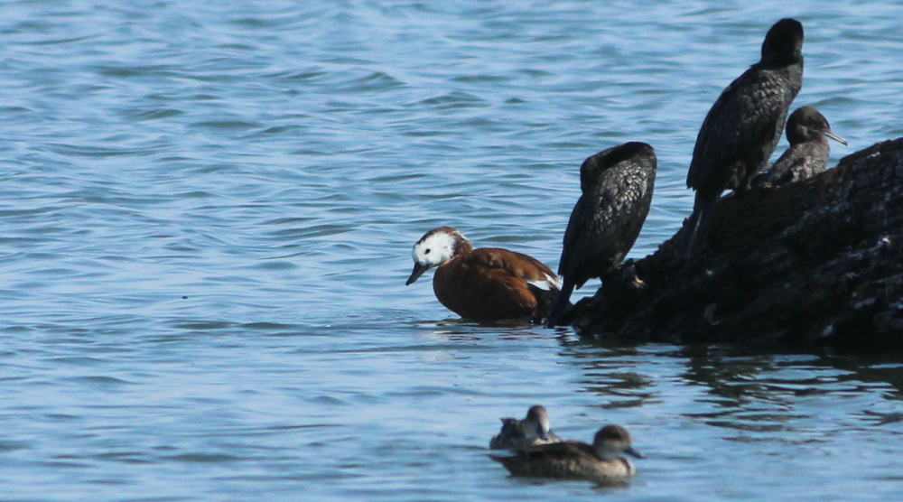 south african or paradise shelduck wtp