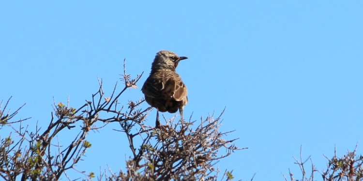 male brown songlark