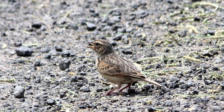 horsfields bushlark