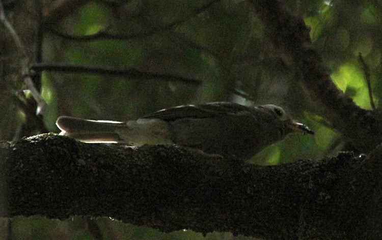 unknown bird Mallacoota rainforest