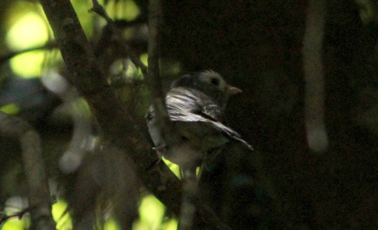 unknown bird Mallacoota rainforest