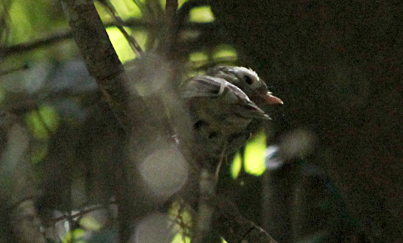 unknown bird Mallacoota rainforest