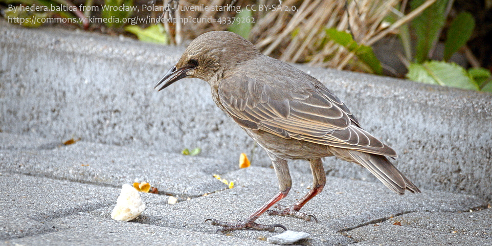 compare juvenile starling to pilotbird