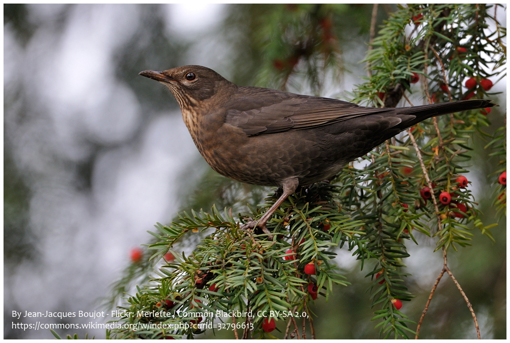compare female blackbird to pilotbird