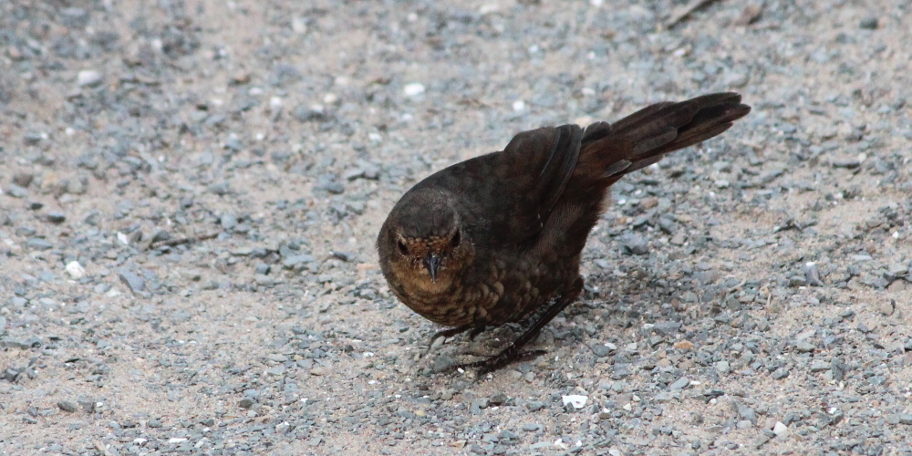 pilotbird east gippsland