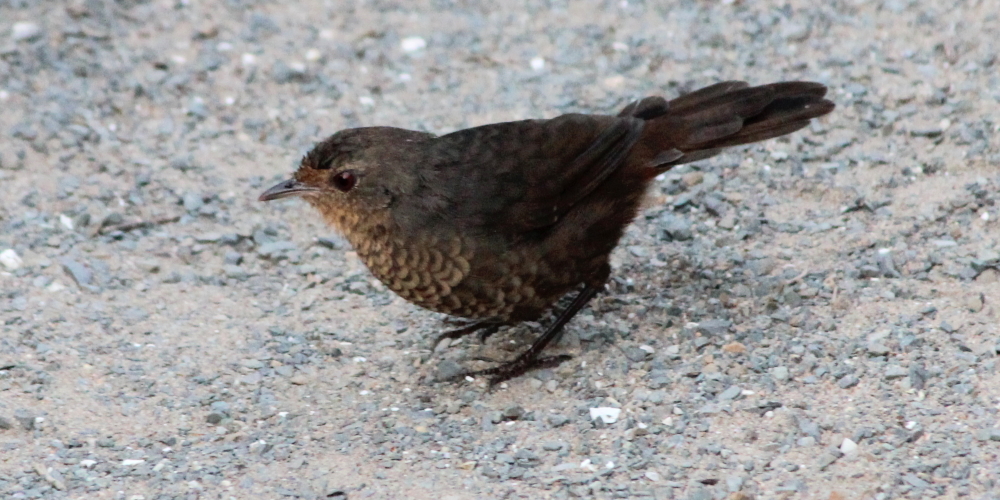 pilot bird cape conran