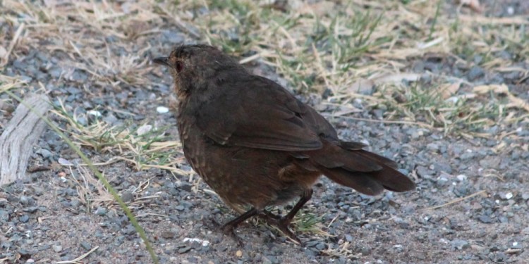 pilotbird east gippsland