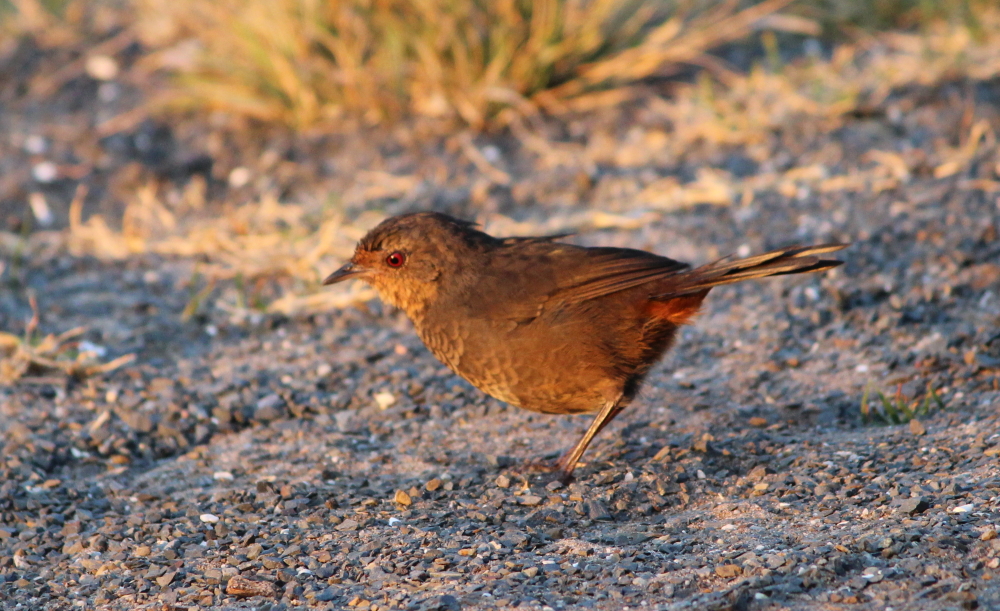 pilotbird Pycnoptilus floccosus cape conran