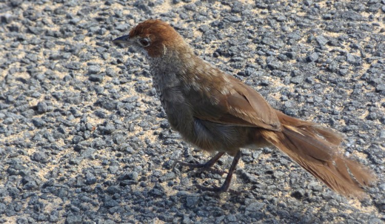 rufous bristlebird