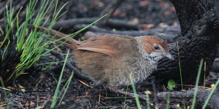 rufous bristlebird great ocean road