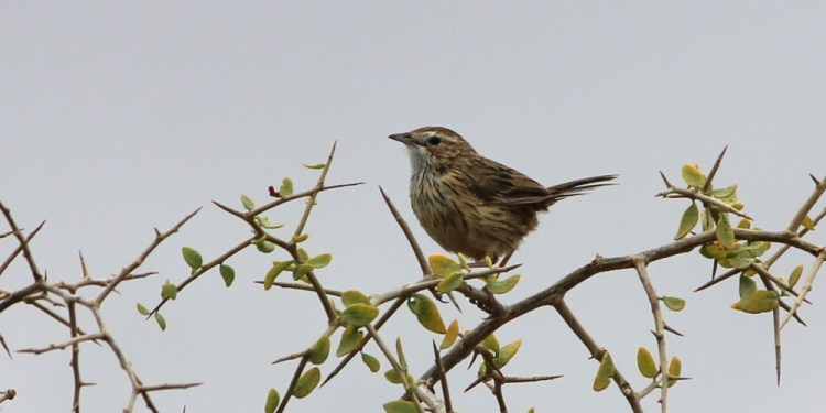 striated fieldwren western treatment plant
