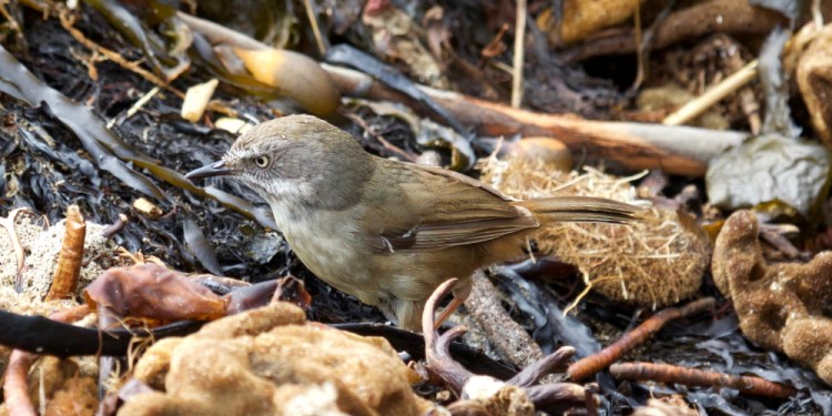 white-browed scrubwren juvenile