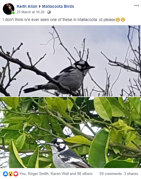 white-eared monarch post mallacoota birds march 2020