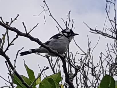 white-eared monarch mallacoota