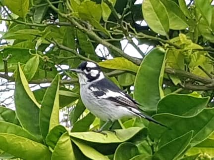 white-eared monarch mallacoota