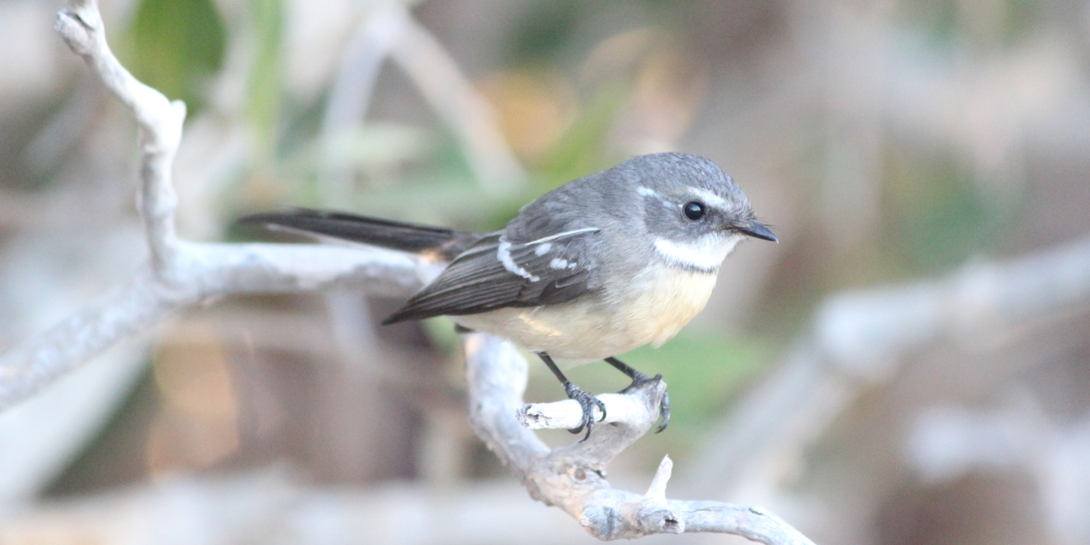 Mangrove Grey Fantail how to identify from Grey Fantail