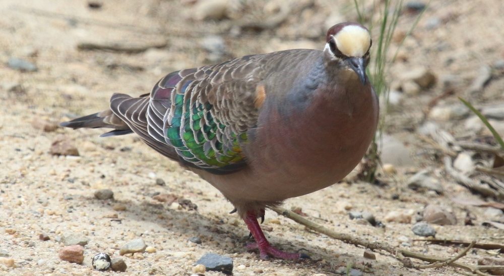 Common Bronzewing male identification