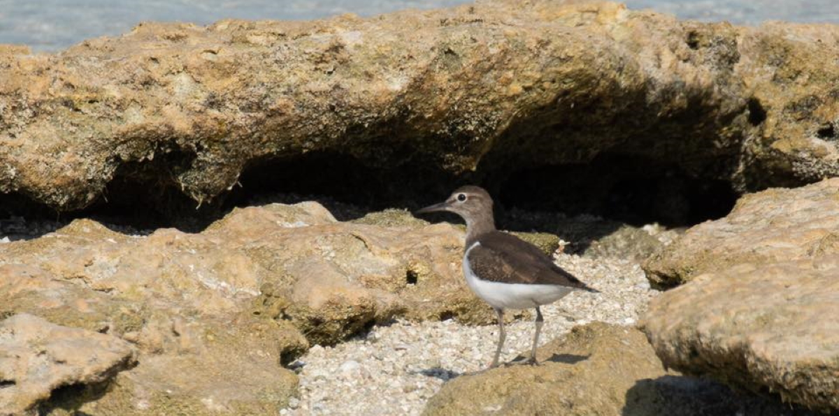 Common Sandpiper identification