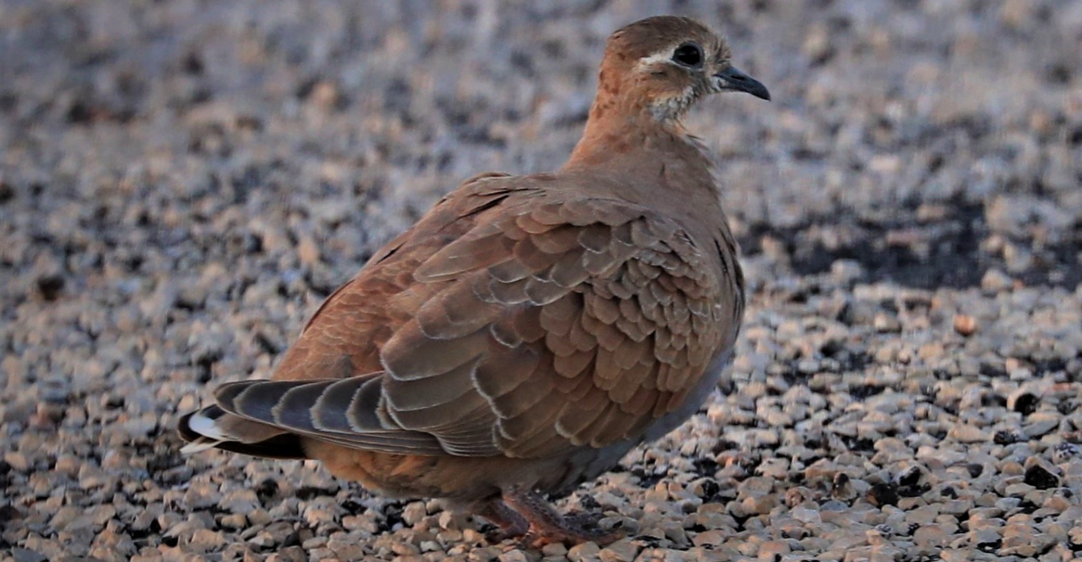 Flock Bronzewing immature male identification