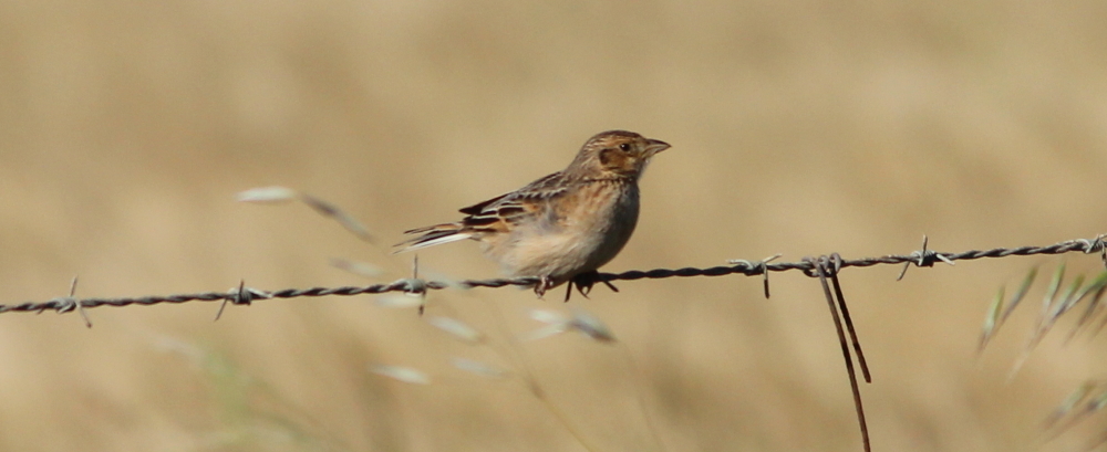 Horsfield's Bushlark identification challenge