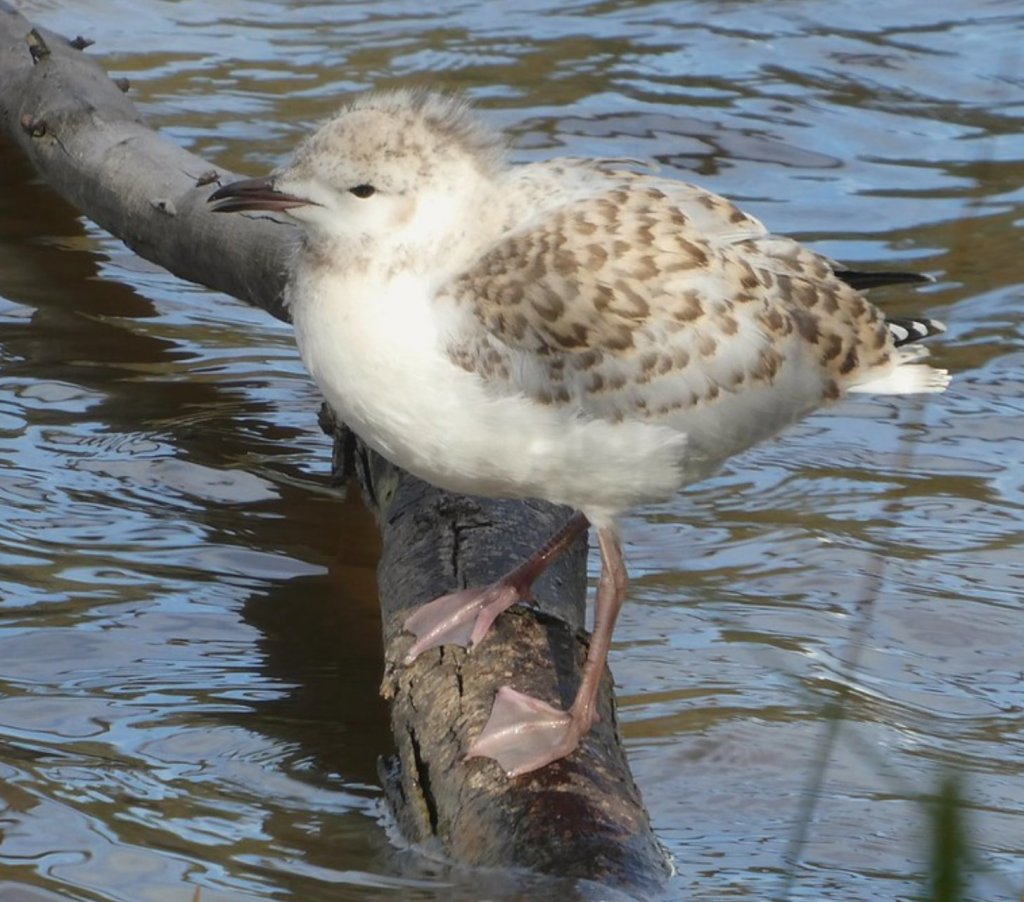 Juvenile Silver Gull VIC Julie McLennan