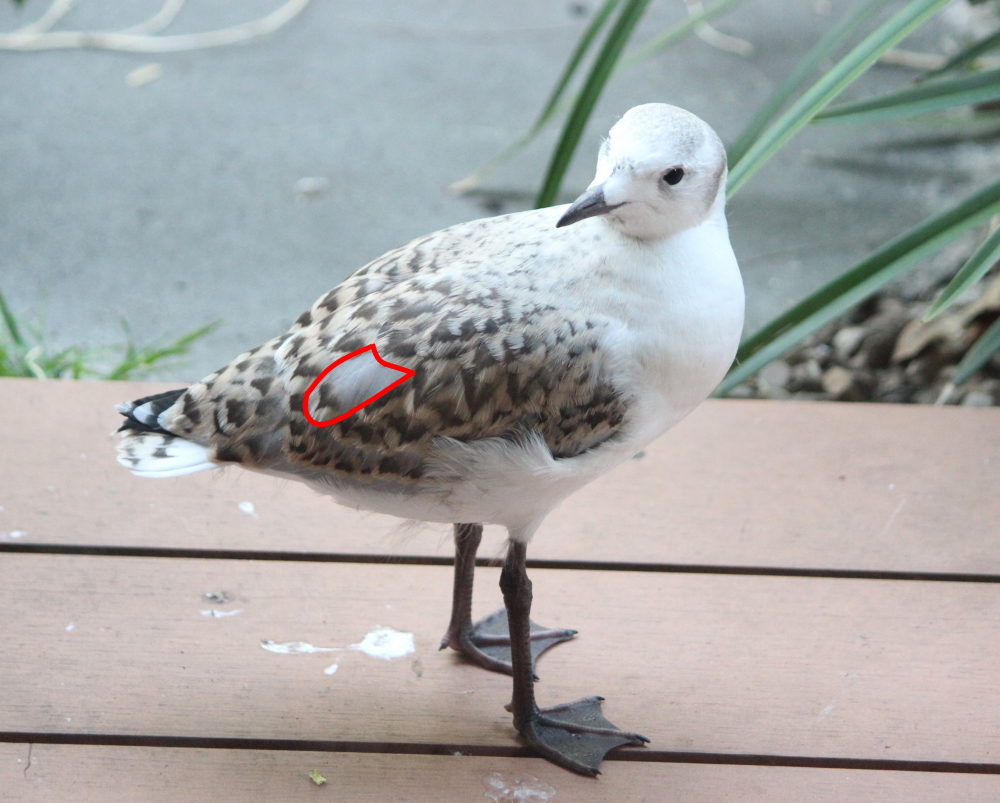 Juvenile Silver Gull VIC Janine Duffy