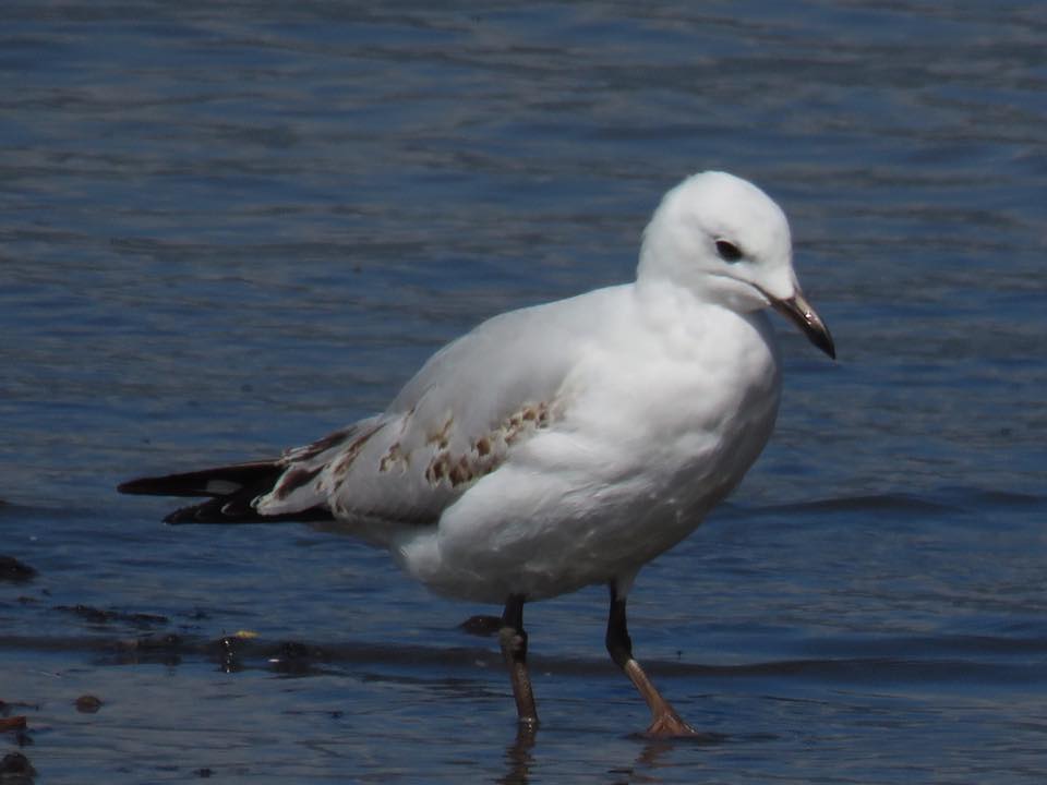 Juvenile Silver Gull Cairns QLD, September 2017 Jannette Manins