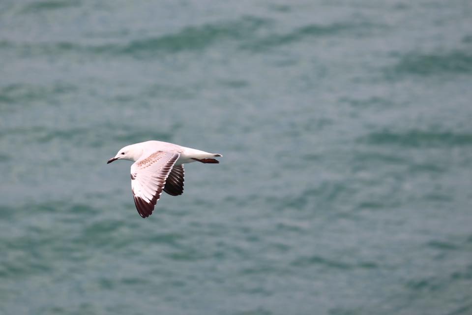 Juvenile Silver Gull Darwin NT July 2018 Jannette Manins