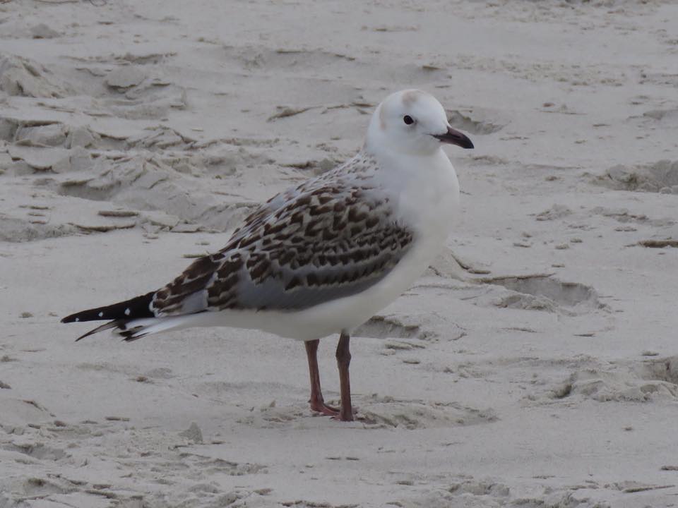 Juvenile Silver Gull Fortescue Bay, Tas February Jannette Manins