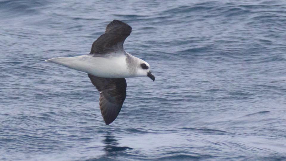 Pterodroma lessonii identification