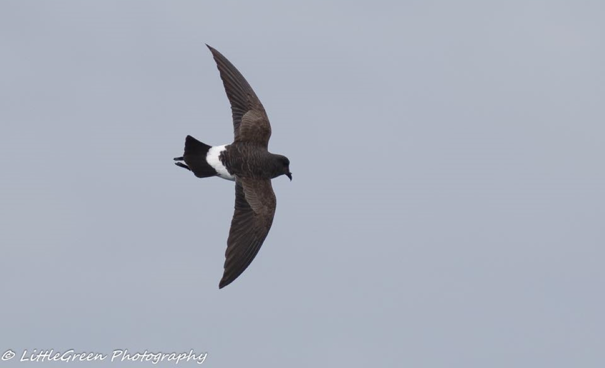 black bellied storm petrel Tasmania
