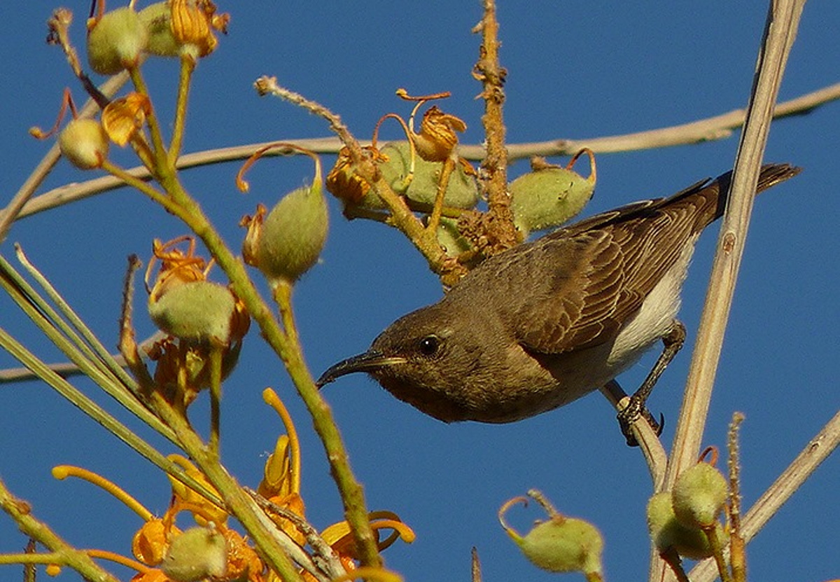 female Black Honeyeater identification