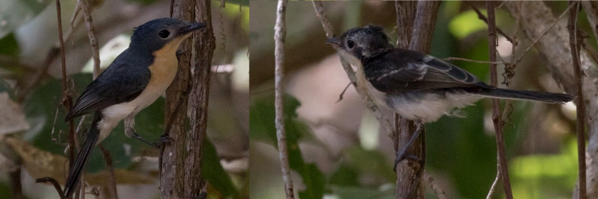 Broad-billed Flycatcher identification