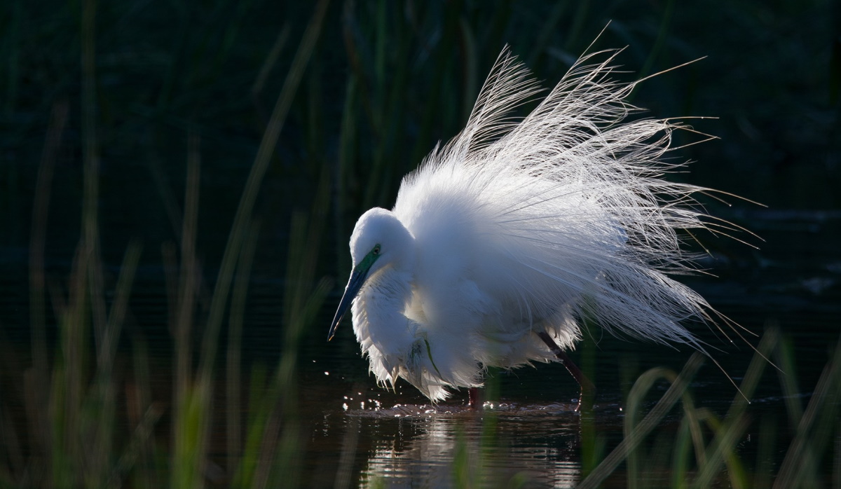 Great Egret breeding identification