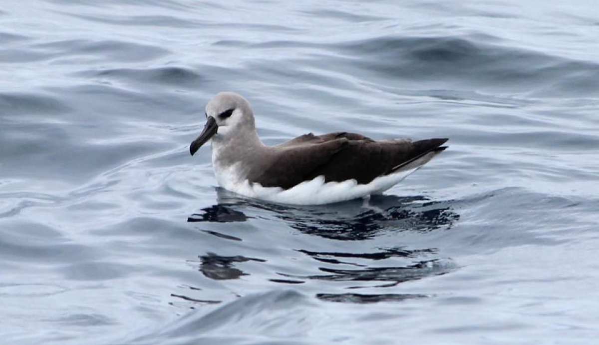 grey-headed albatross identification janine duffy