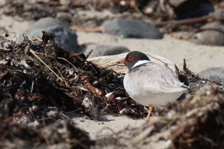 Hooded Plover ssp cucullatus identification
