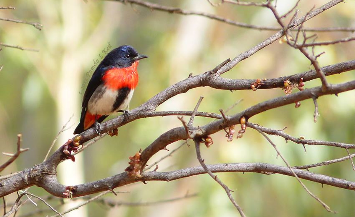 Mistletoebird male Alice Springs NT
