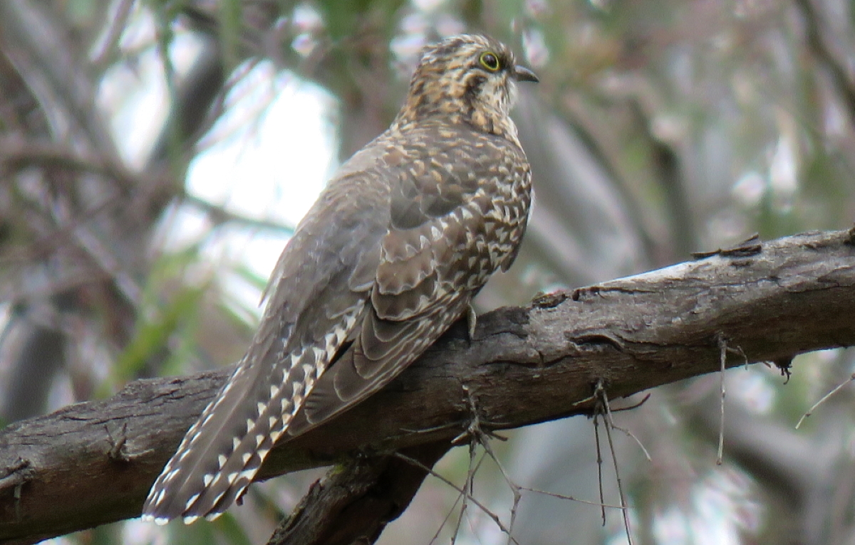 Pallid Cuckoo adult female identification