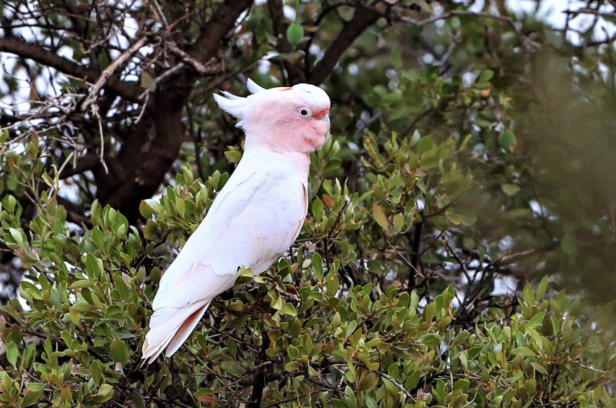PInk Cockatoo Alice Springs NT