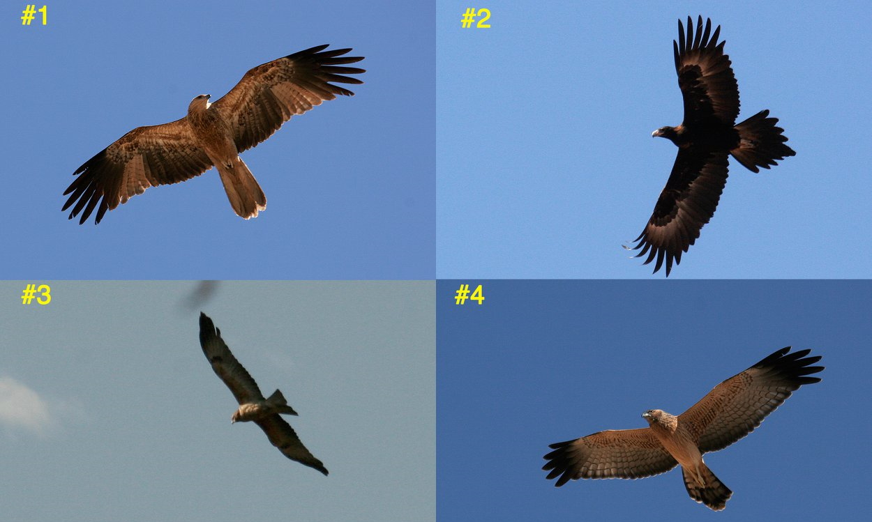 raptor identification challenge