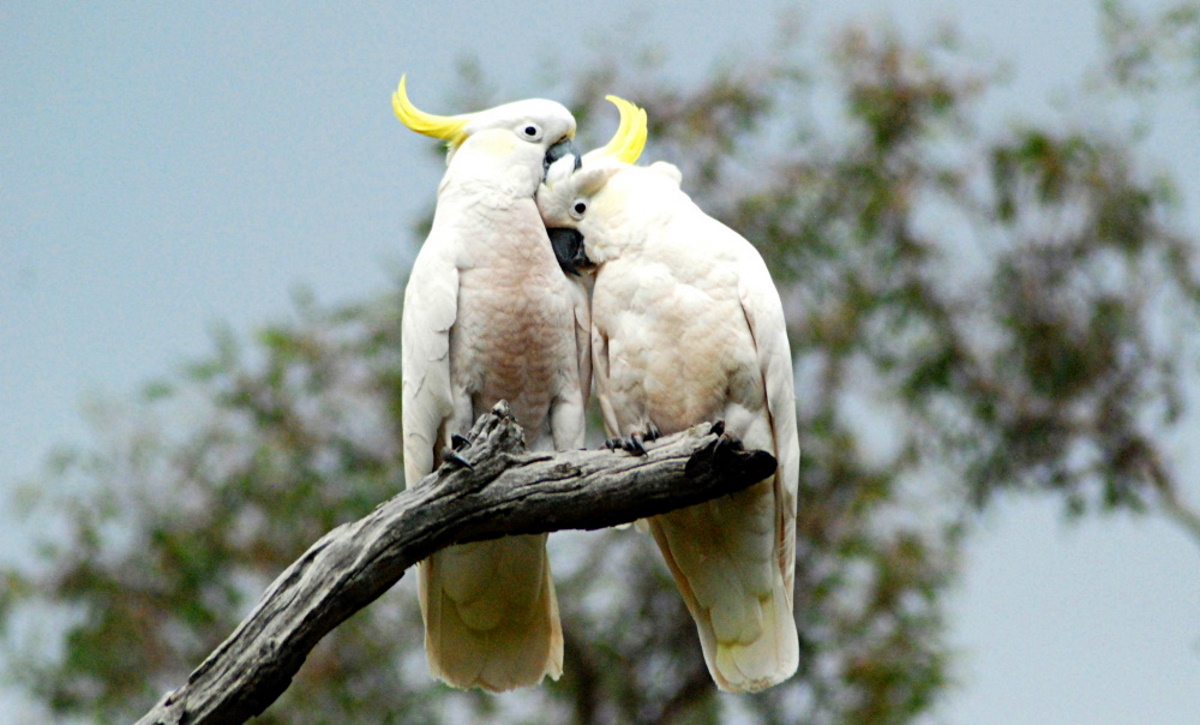 Sulphur-crested Cockatoos allopreening
