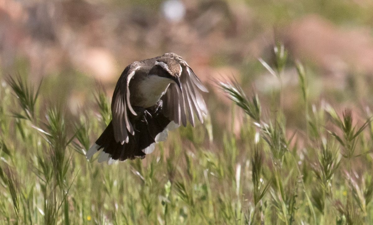 White-browed Babbler identification pointers