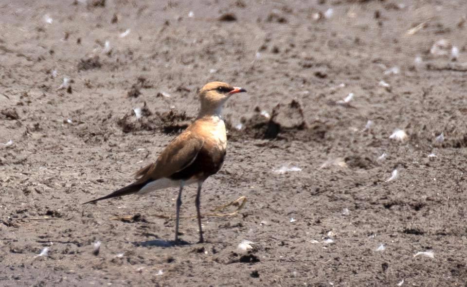 Australian Pratincole Karen Dick