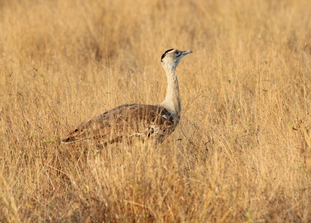 Australian Bustard Ardeotis australis by Janine Duffy