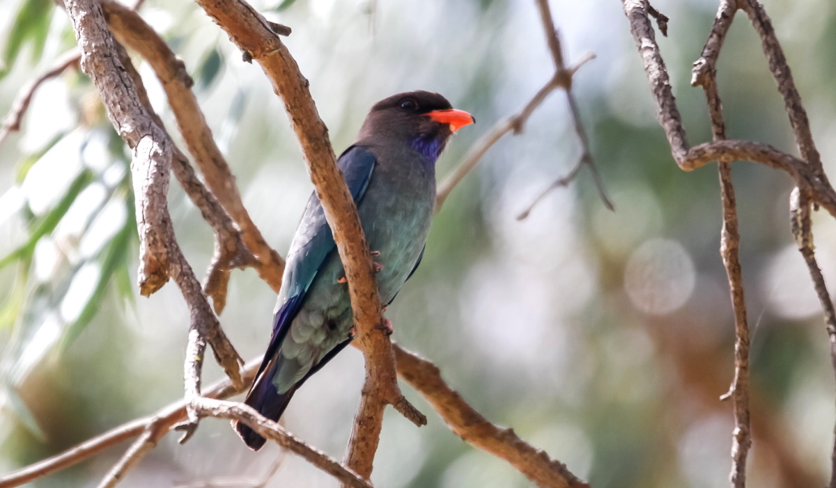 Dollarbird, Victoria, favourite secret birding spots