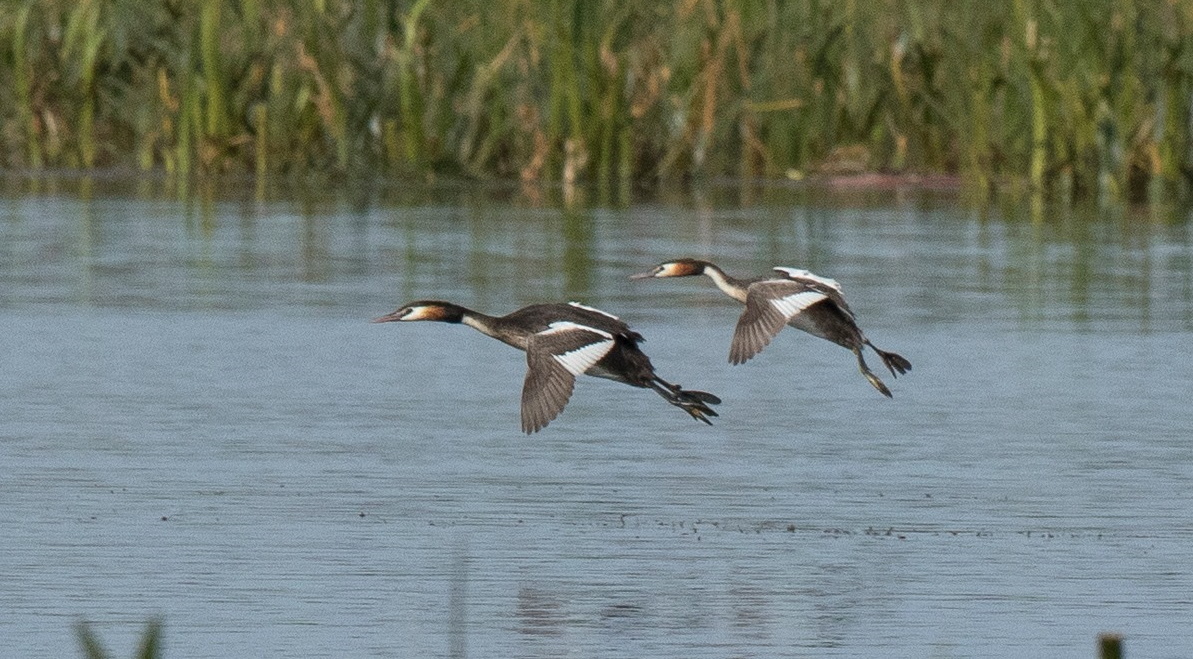 Great Crested Grebes in flight