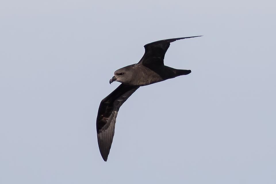 Great-winged Petrel Pterodroma macroptera flight
