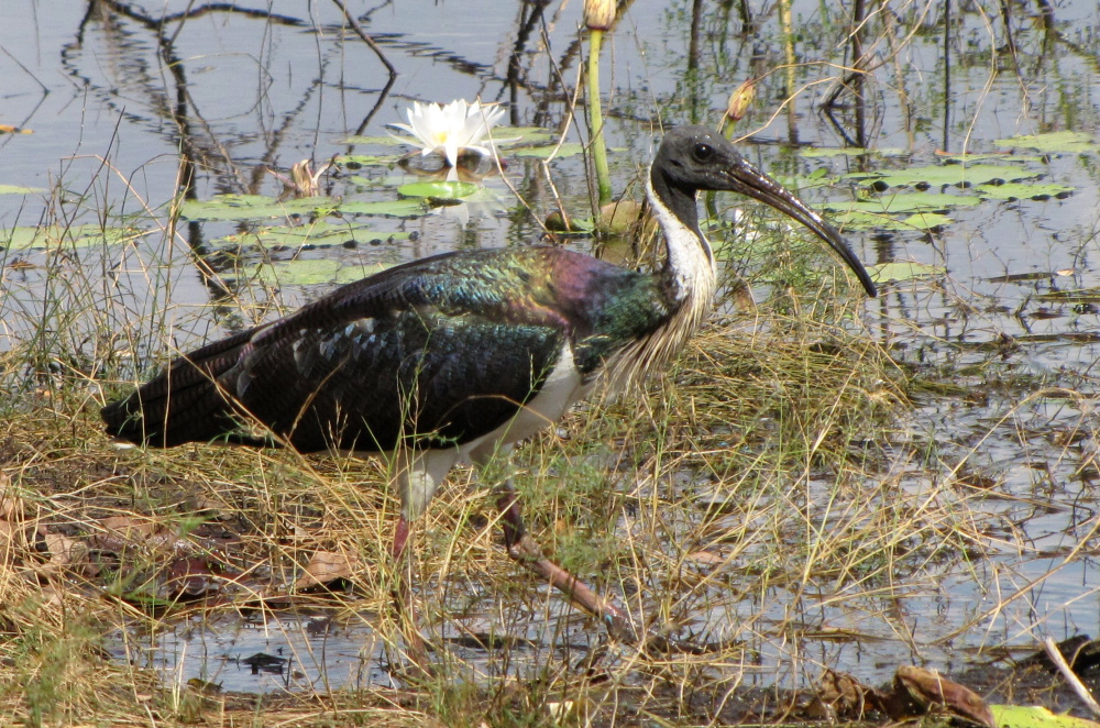 Straw-necked Ibis Threskiornis spinicollis