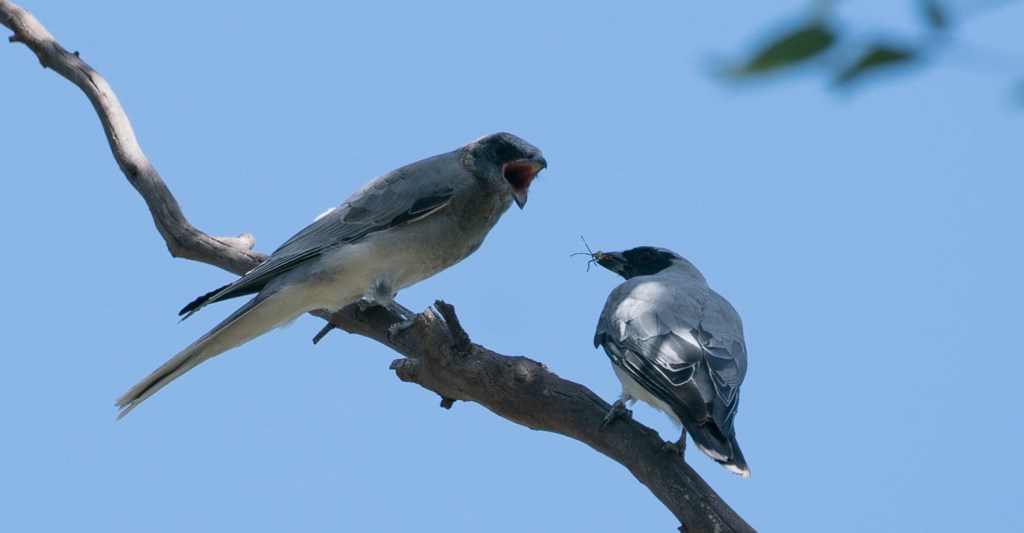 Black-faced Cuckoo-shrike juvenile with adult, Sonja Ross